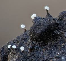 Attēlu rezultāti vaicājumam “Physarum bivalve sessile”