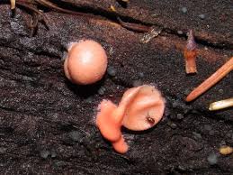 Attēlu rezultāti vaicājumam “Lycogala epidendrum aggr.”