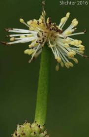 Attēlu rezultāti vaicājumam “Sparganium minimum fruit”
