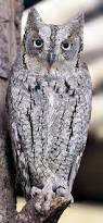 Image result for Otus scops