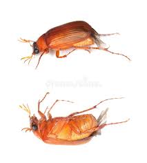 Attēlu rezultāti vaicājumam “Serica brunnea”