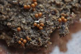 Attēlu rezultāti vaicājumam “Hemitrichia chrysospora macro”