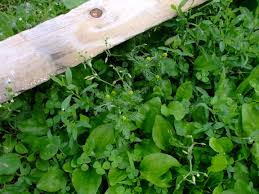 Attēlu rezultāti vaicājumam “Matricaria discoidea leaf”