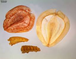 Image result for Dimorphotheca sinuata