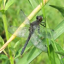 Attēlu rezultāti vaicājumam “Leucorrhinia caudalis male”