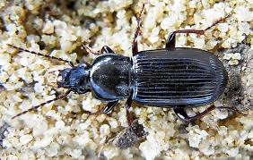 Attēlu rezultāti vaicājumam “Pterostichus oblongopunctatus”