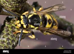 Attēlu rezultāti vaicājumam “Vespula germanica”