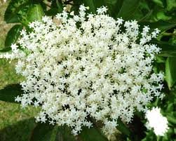 Attēlu rezultāti vaicājumam “Sambucus nigra flower”