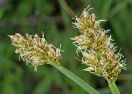 Attēlu rezultāti vaicājumam “Carex vulpina”