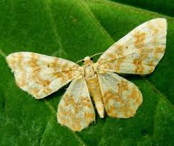 Attēlu rezultāti vaicājumam “Hydrelia flammeolaria”