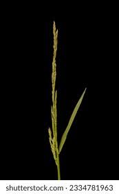 Attēlu rezultāti vaicājumam “Danthonia decumbens fruit”