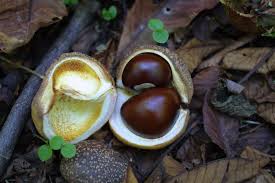 Attēlu rezultāti vaicājumam “Aesculus flava fruit”