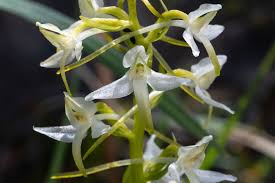 Attēlu rezultāti vaicājumam “Platanthera bifolia”