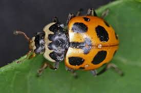 Attēlu rezultāti vaicājumam “Hippodamia notata”