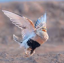 Image result for Syrrhaptes paradoxus