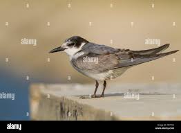 Attēlu rezultāti vaicājumam “Chlidonias hybrida adult”