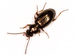 Attēlu rezultāti vaicājumam “Bembidion sp.”