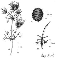 Attēlu rezultāti vaicājumam “Chara intermedia female”