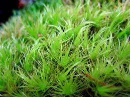 Attēlu rezultāti vaicājumam “Dicranum polysetum”