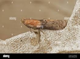 Attēlu rezultāti vaicājumam “Sciota adelphella”