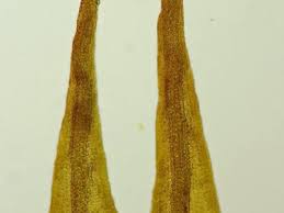 Attēlu rezultāti vaicājumam “Didymodon rigidulus”