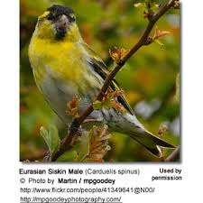 Attēlu rezultāti vaicājumam “Carduelis spinus male”