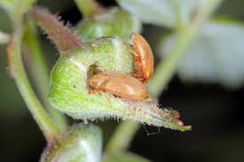 Attēlu rezultāti vaicājumam “Byturidae”