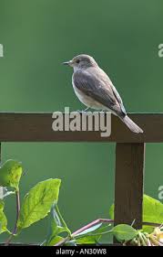 Attēlu rezultāti vaicājumam “Muscicapa striata adult”