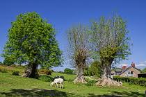 Attēlu rezultāti vaicājumam “Hymenoscyphus fraxineus”