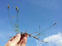 Attēlu rezultāti vaicājumam “Carex praecox”