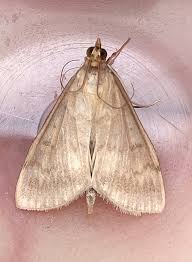 Attēlu rezultāti vaicājumam “Ostrinia nubilalis”