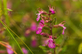 Attēlu rezultāti vaicājumam “Silene viscaria”