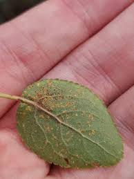 Attēlu rezultāti vaicājumam “Tranzschelia pruni-spinosae spores”