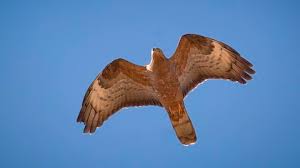 Attēlu rezultāti vaicājumam “Pernis apivorus adult”