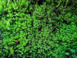 Attēlu rezultāti vaicājumam “Barbula”