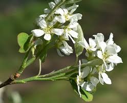 Attēlu rezultāti vaicājumam “Amelanchier spicata flower”