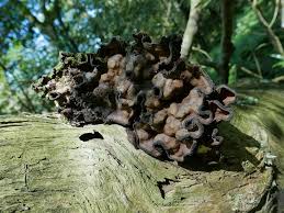 Attēlu rezultāti vaicājumam “Laurilia sulcata”