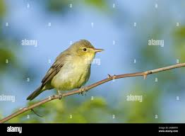 Image result for Hippolais polyglotta