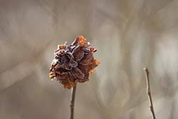 Attēlu rezultāti vaicājumam “Rhabdophaga rosaria”