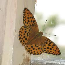 Attēlu rezultāti vaicājumam “Argynnis laodice underside”