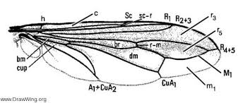 Attēlu rezultāti vaicājumam “Conopidae”