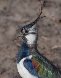 Attēlu rezultāti vaicājumam “Vanellus vanellus”