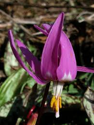 Attēlu rezultāti vaicājumam “Erythronium sibiricum”