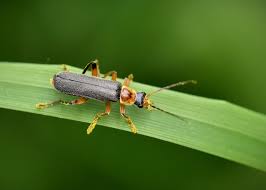 Attēlu rezultāti vaicājumam “Cantharis nigricans”