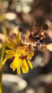 Attēlu rezultāti vaicājumam “Exoprosopa capucina”