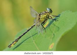 Attēlu rezultāti vaicājumam “Gomphus flavipes”