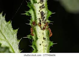 Attēlu rezultāti vaicājumam “Thyatira batis larva”