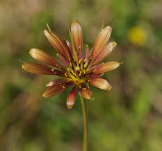 Attēlu rezultāti vaicājumam “Tragopogon heterospermus”