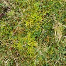 Attēlu rezultāti vaicājumam “Pseudoscleropodium purum”