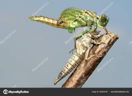 Attēlu rezultāti vaicājumam “Gomphus flavipes”